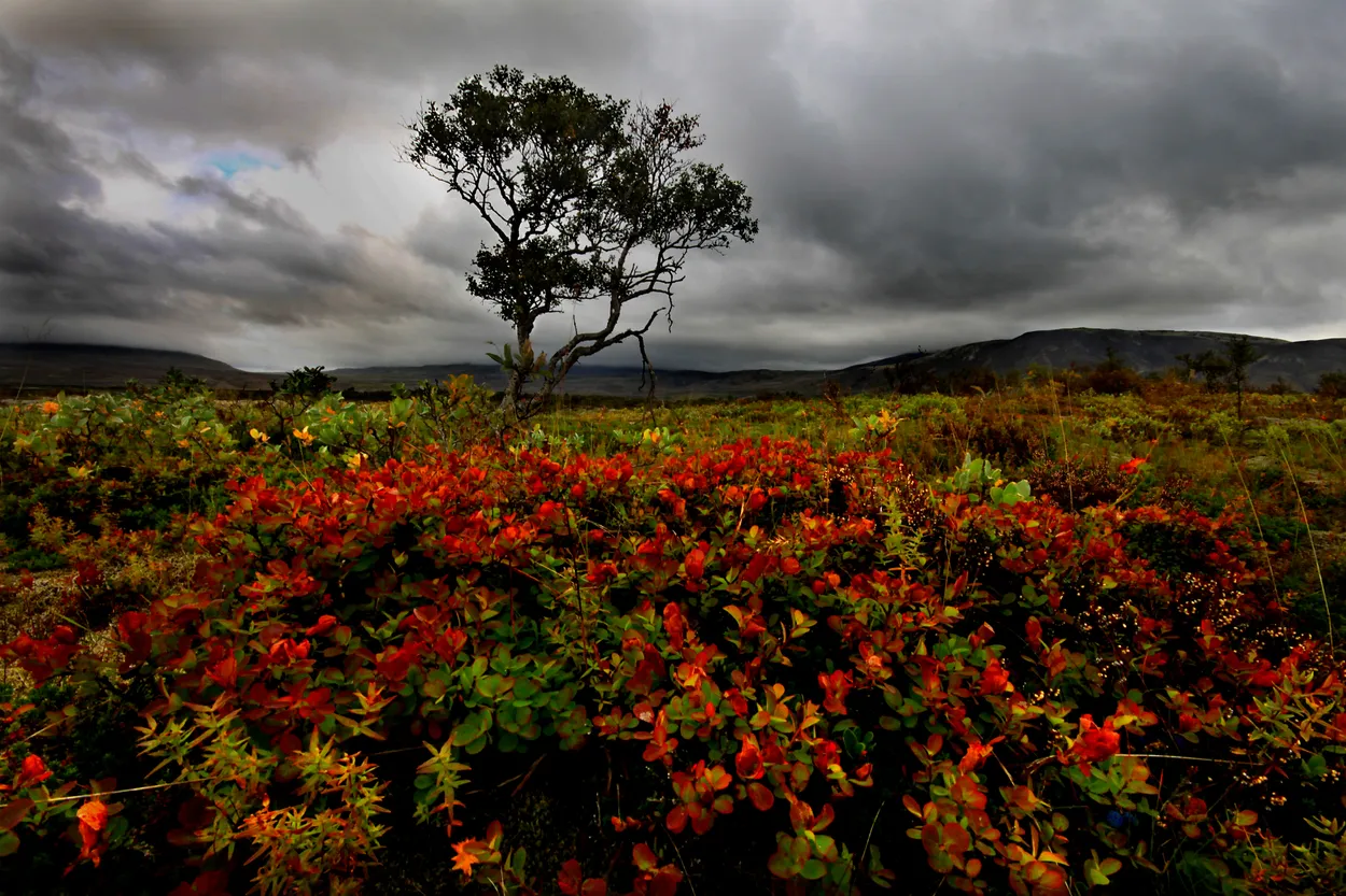 Thingvellir, Iceland