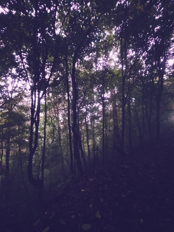 Whispers of Fog Beneath the Silent Canopy