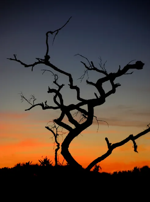 Tree in sunset