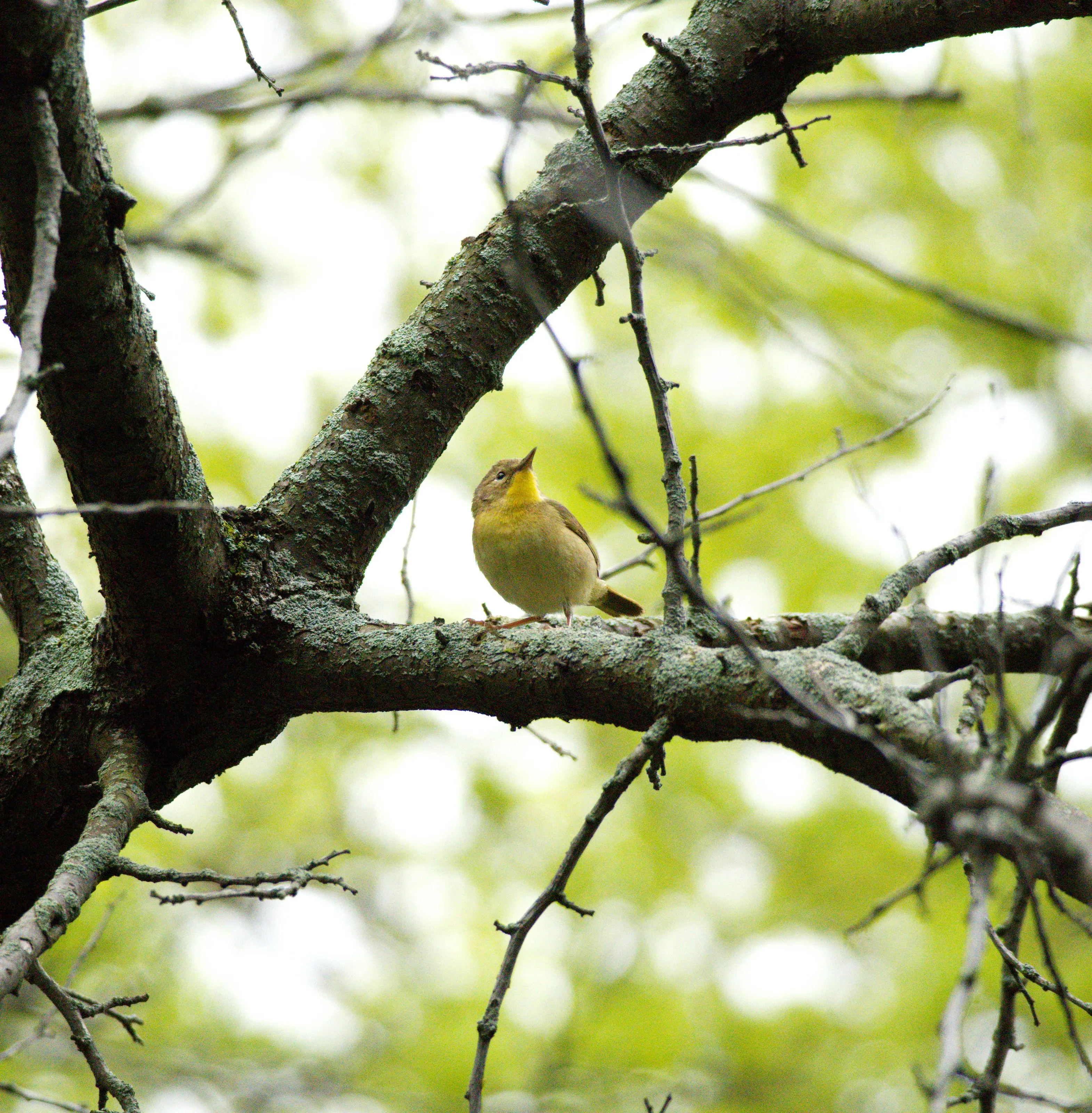 Common Yellowthroat