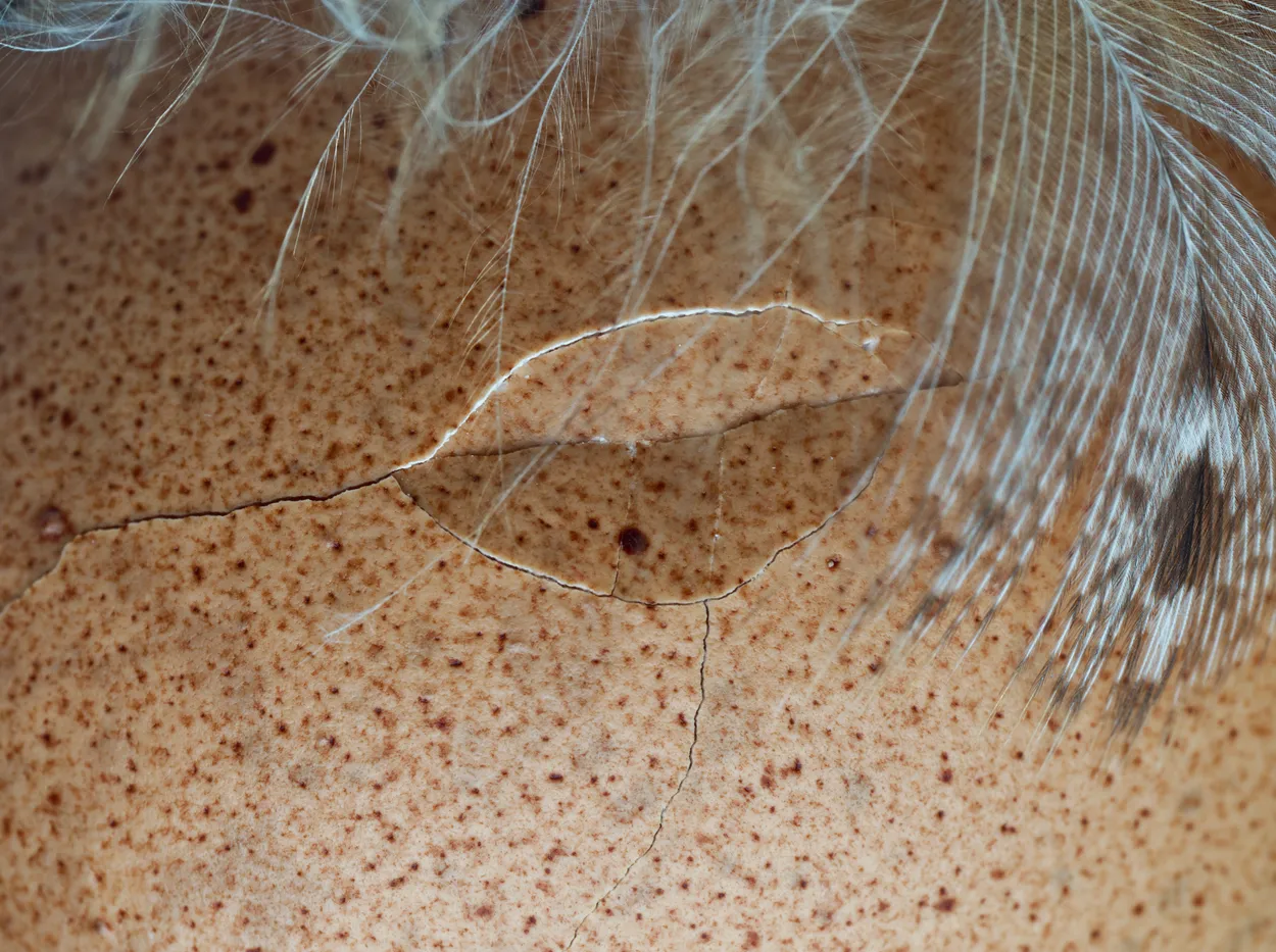 Cracked egg