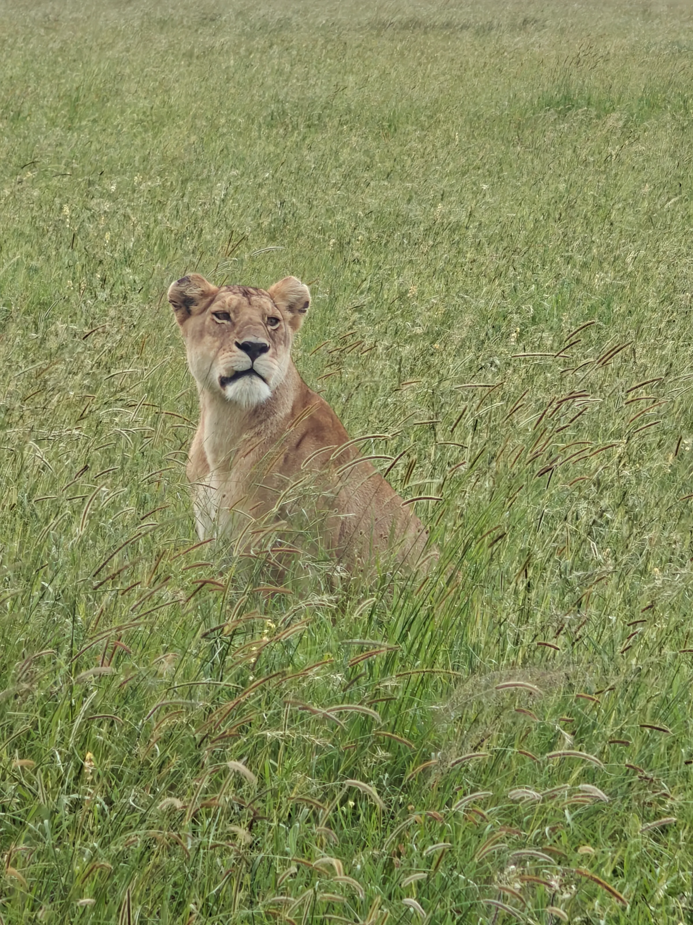 Baby lion in the savana
