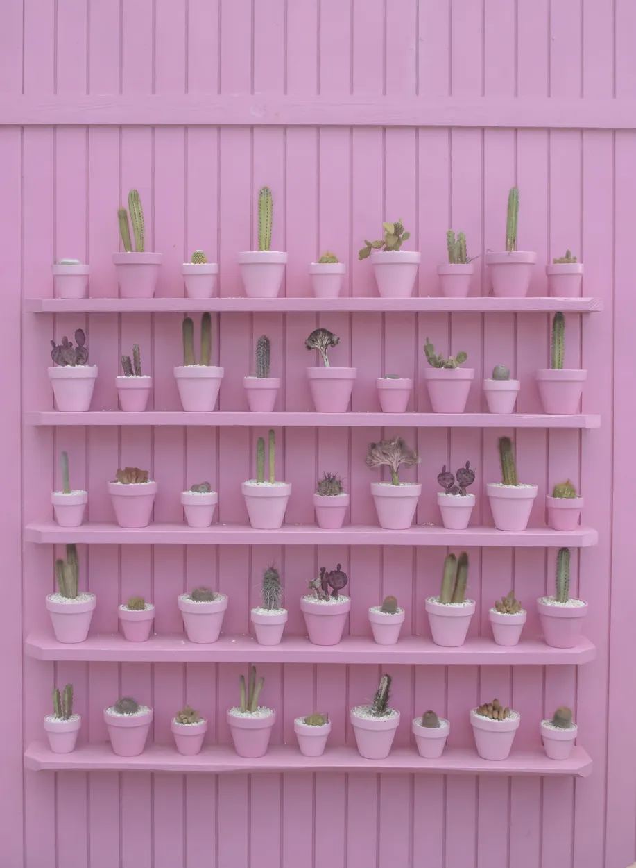 Succulents Against a Pastel Pink Wall