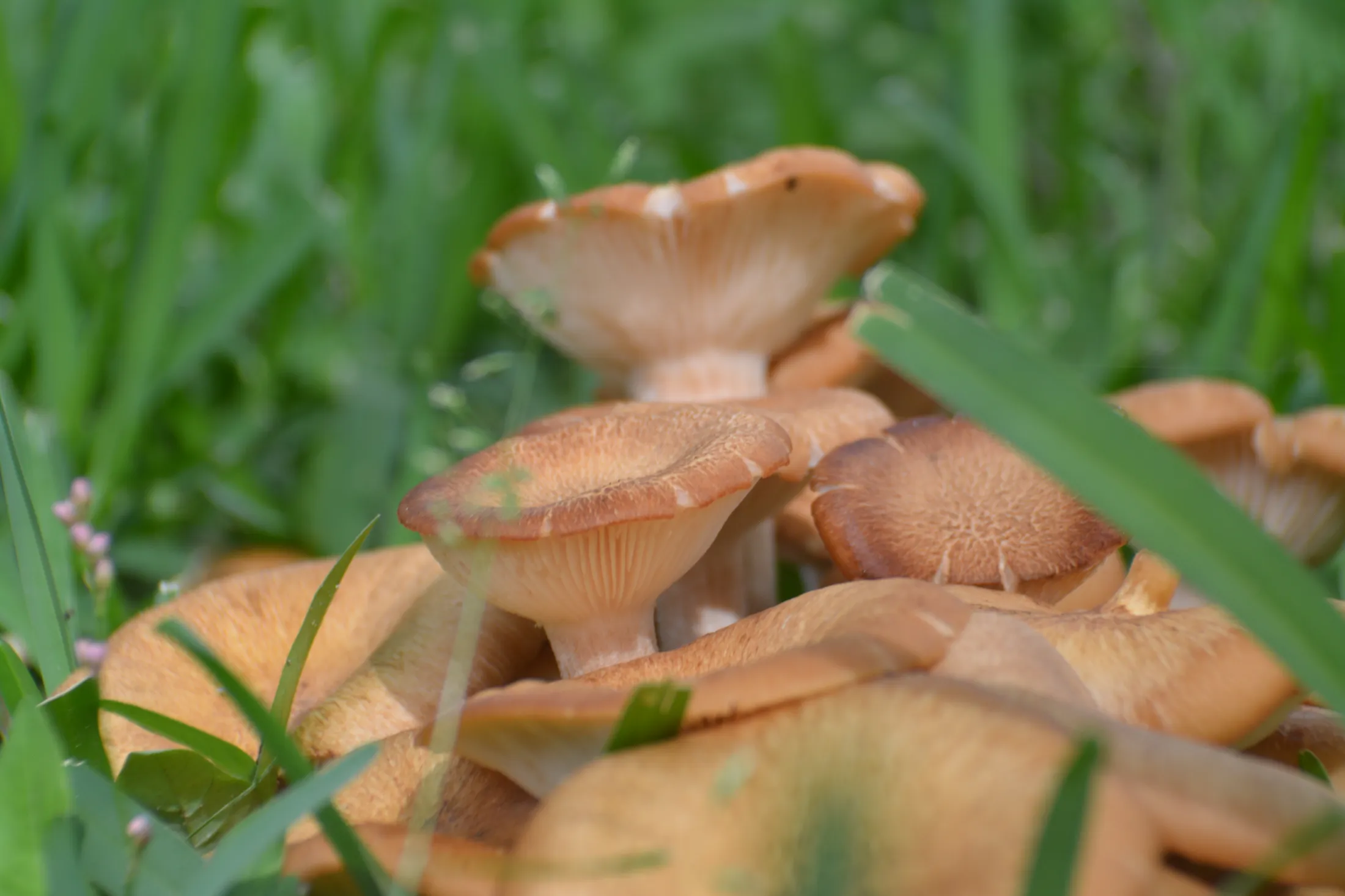 Honey Fungi