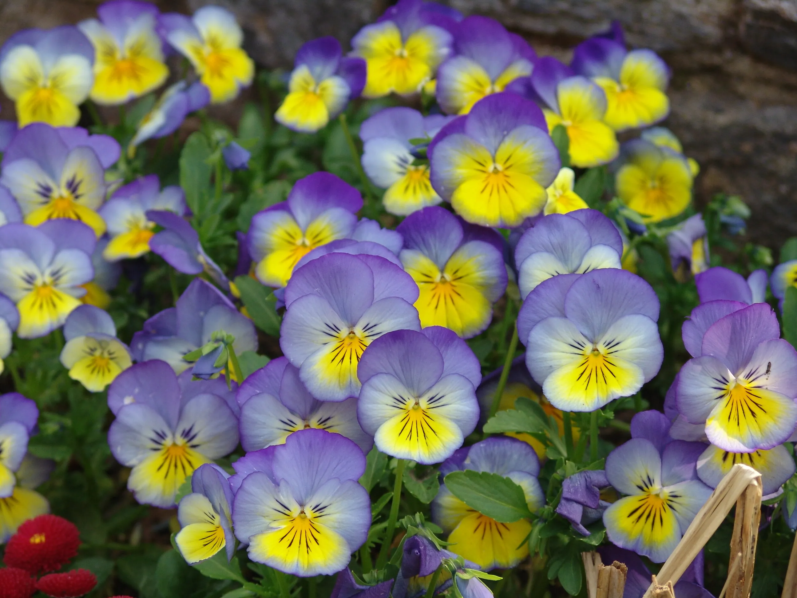 Pansies, Violas and Violets