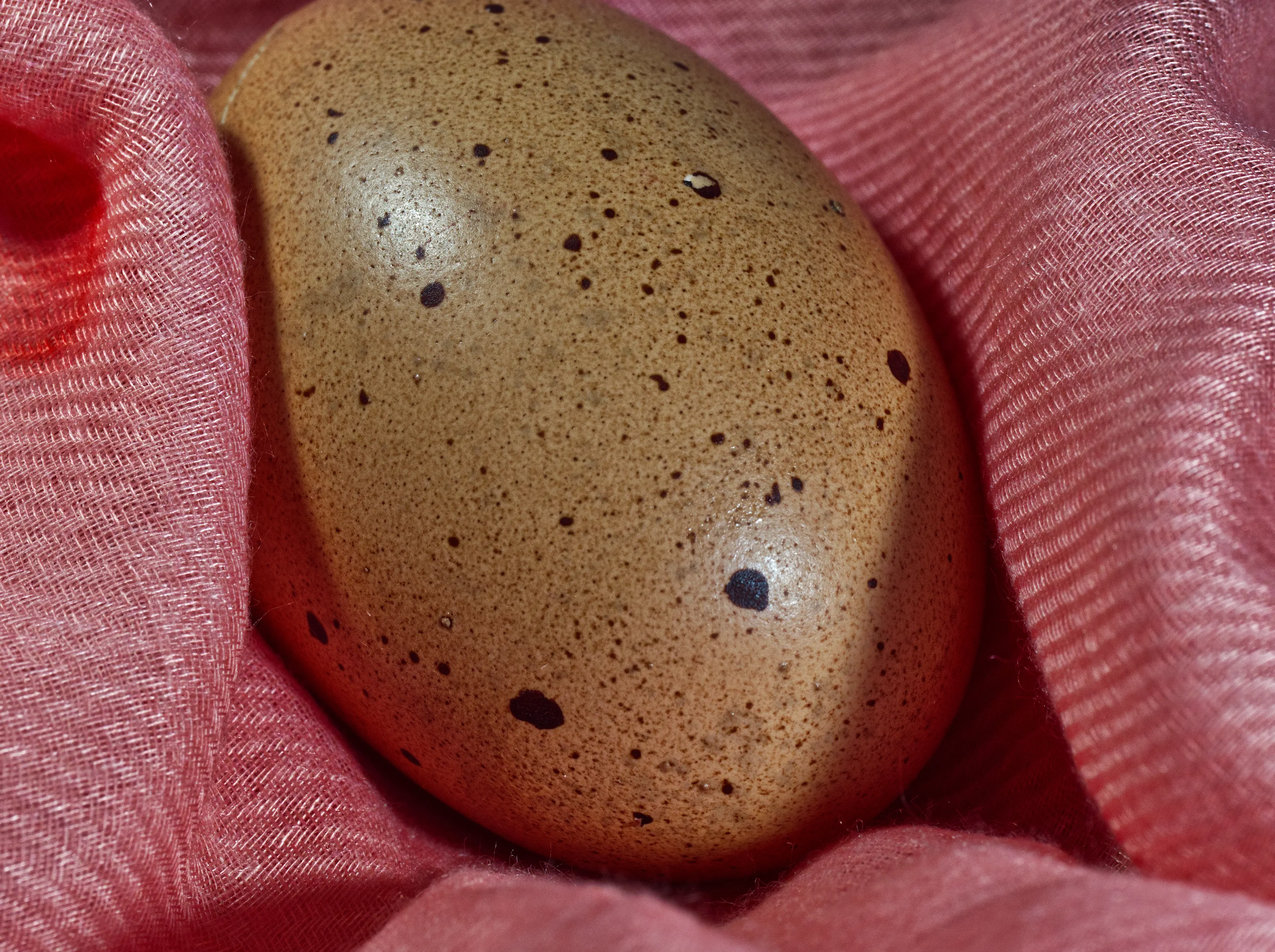 Eggs (in colour)