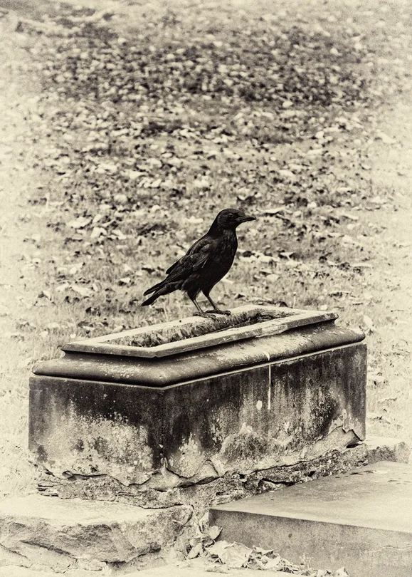 The Watcher