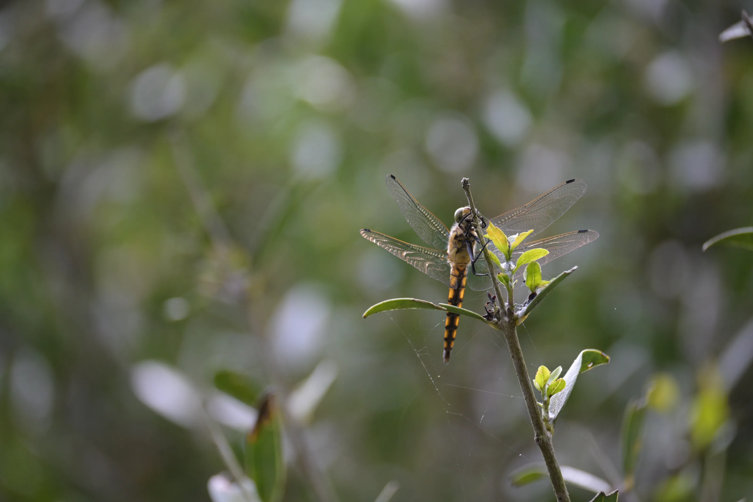 Libellula