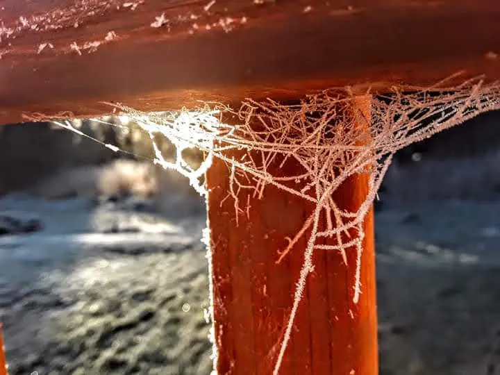 Frosty Webs