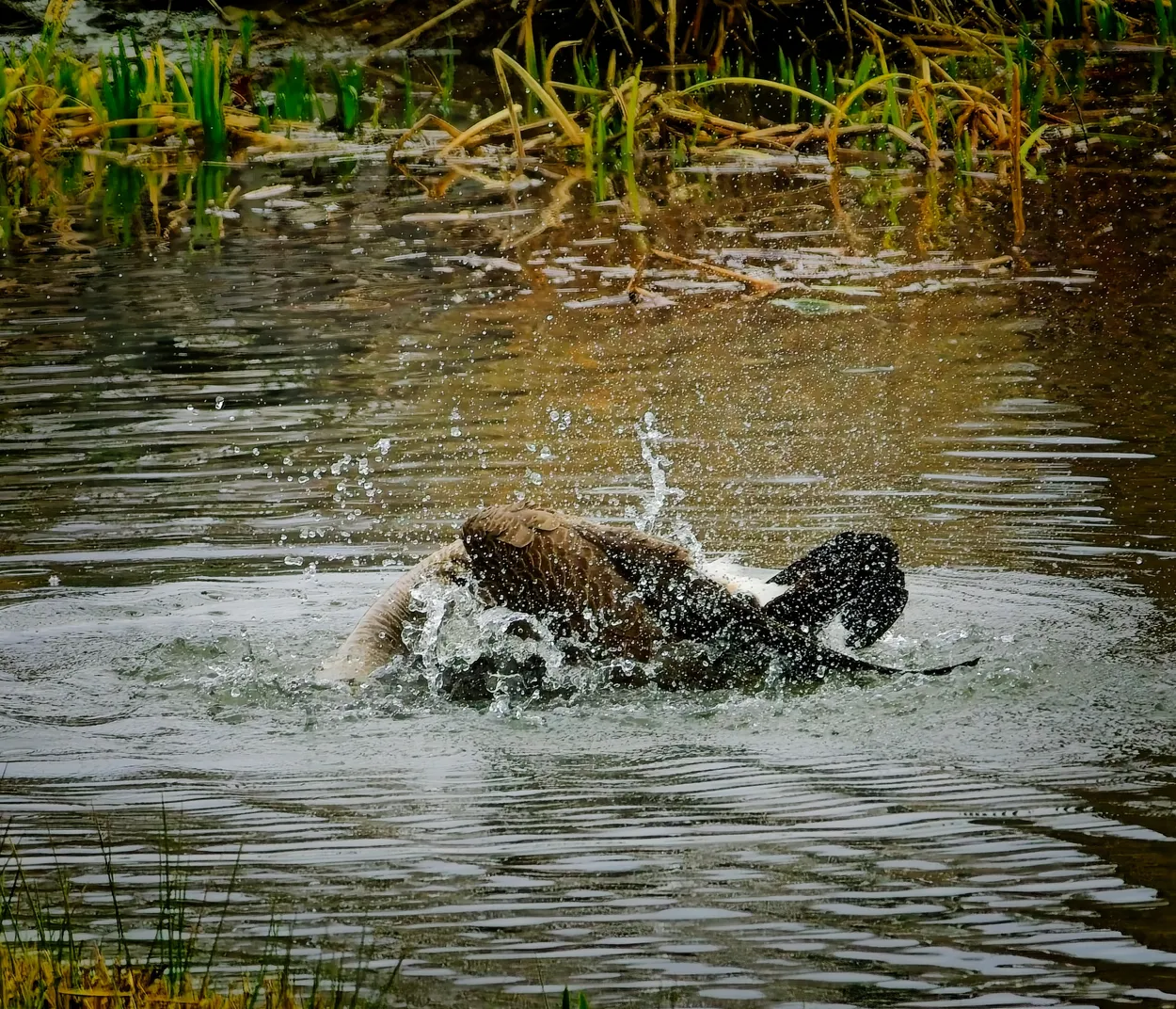 Canada Goose Rolling in the Water