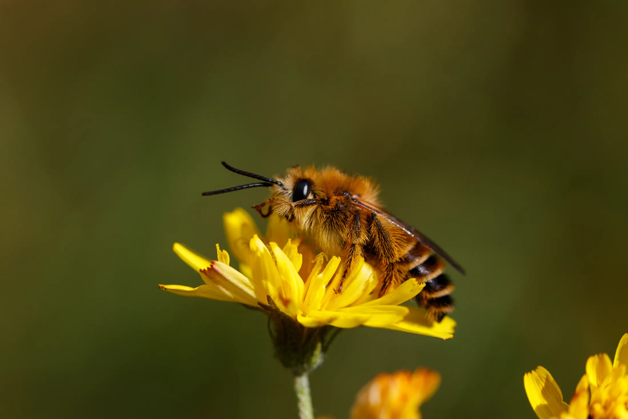 Tasty Dandelion