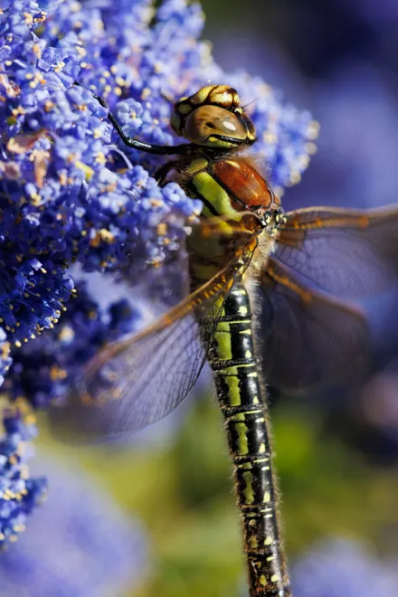 Hairy Dragonfly
