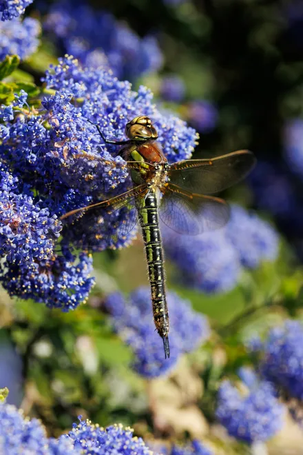 Hairy Dragonfly on Californian Lilac