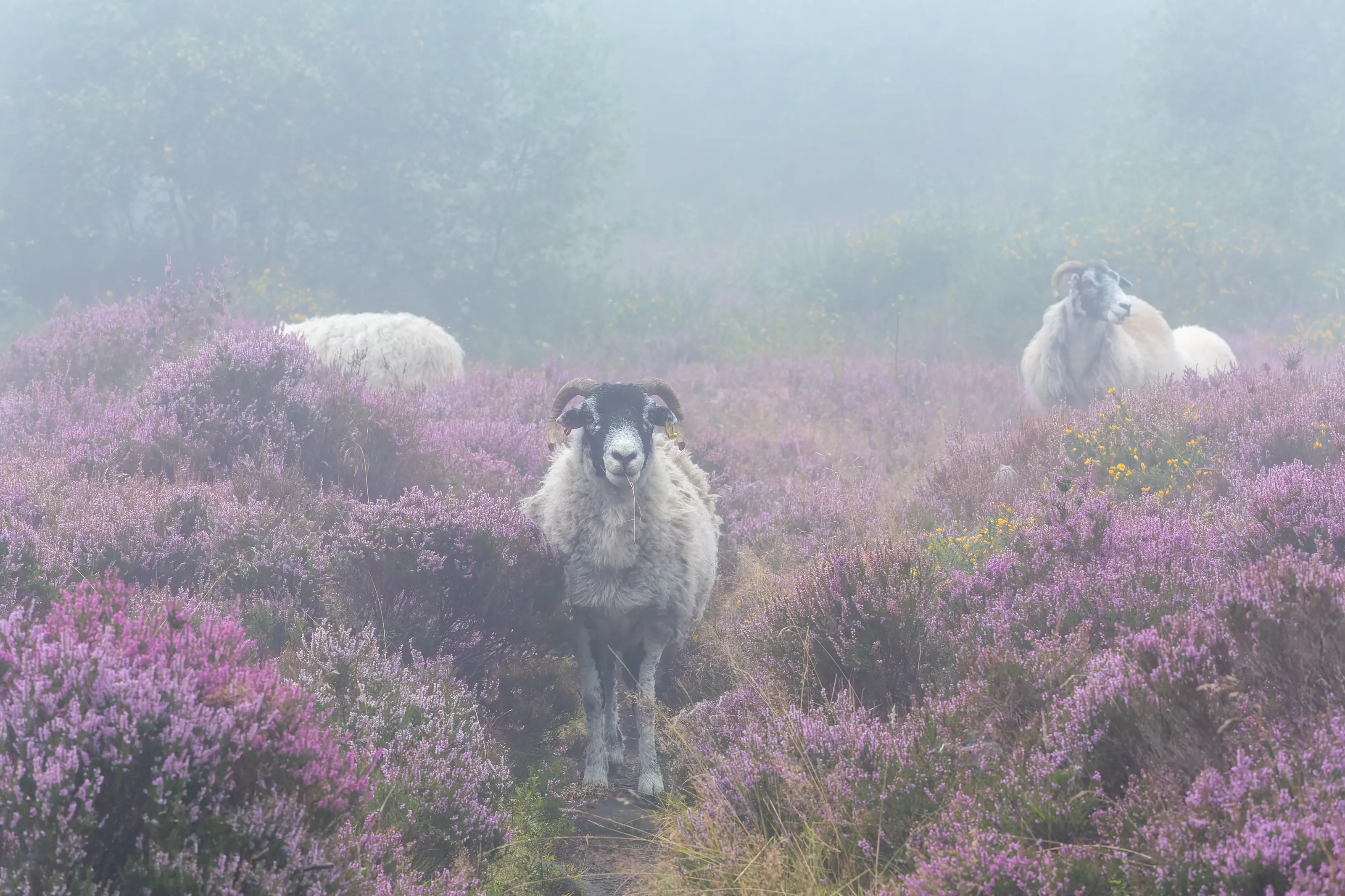 The quiet flock