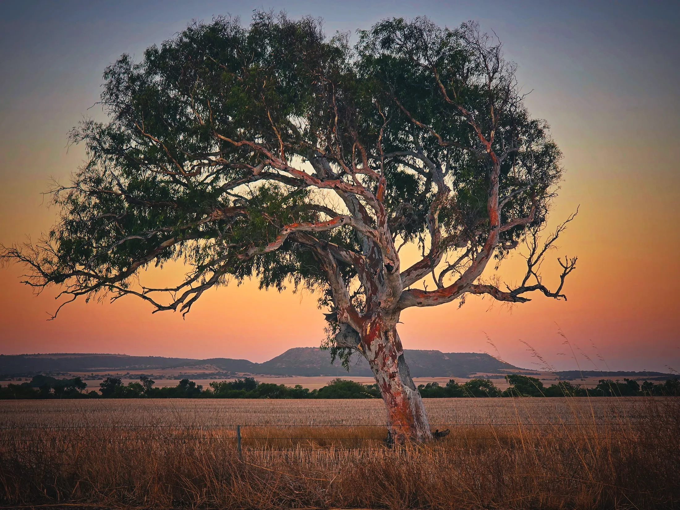 Line tree
