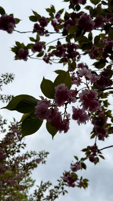 Cherry Blossom Tree
