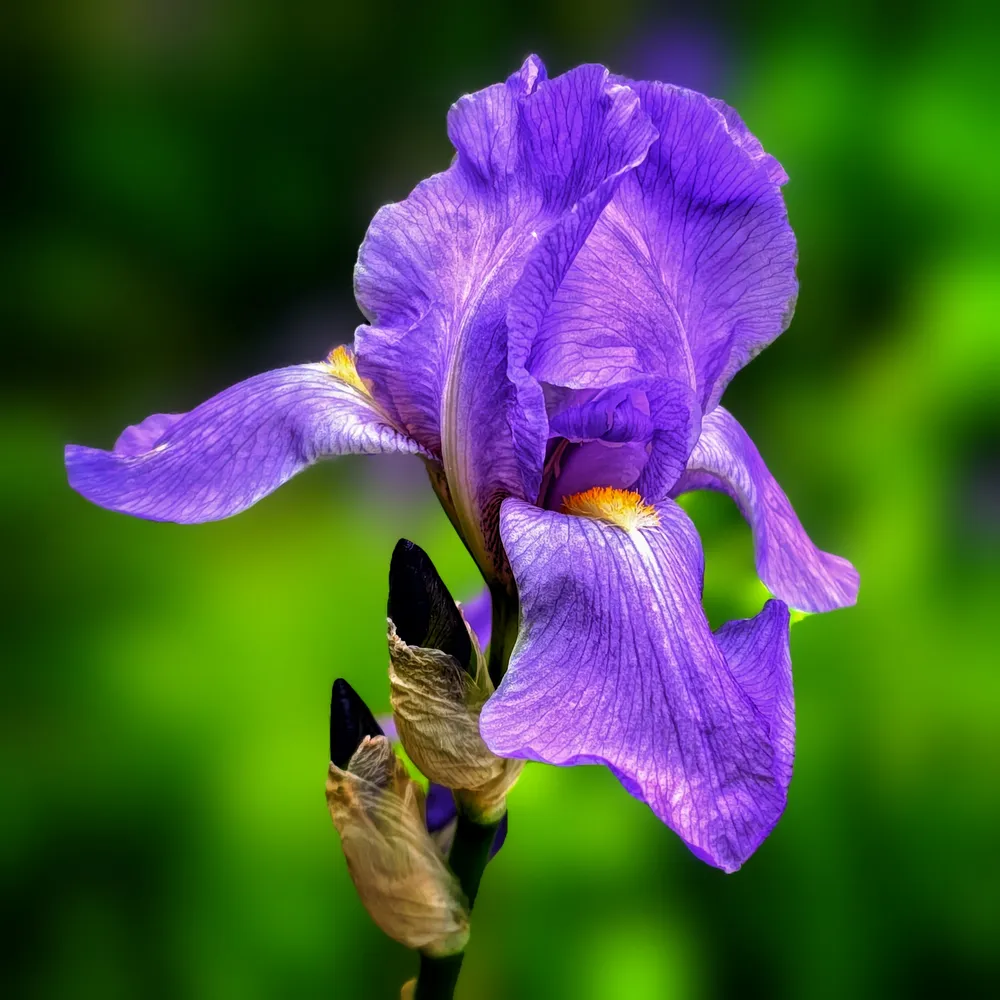 Iris