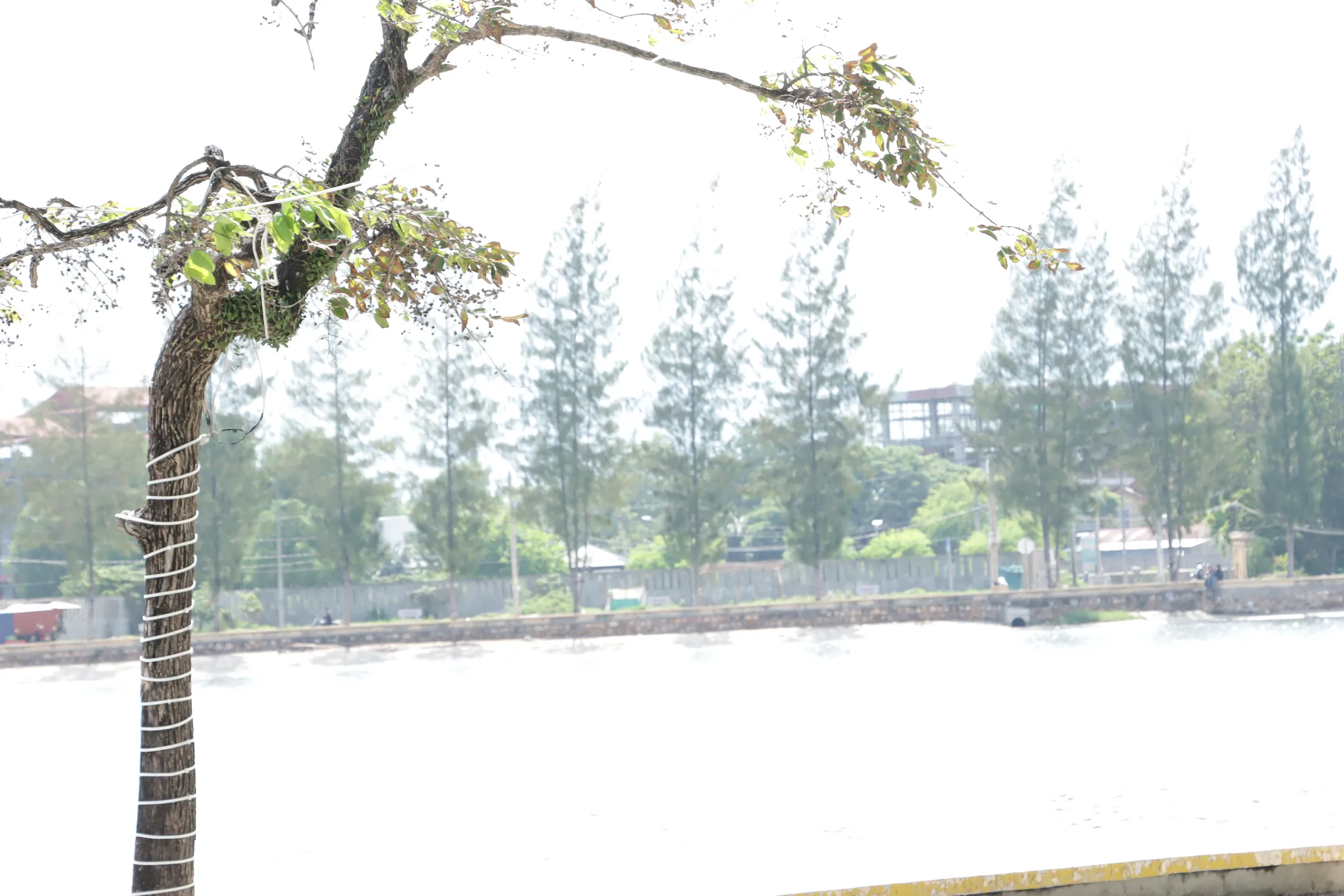 tree on riverside