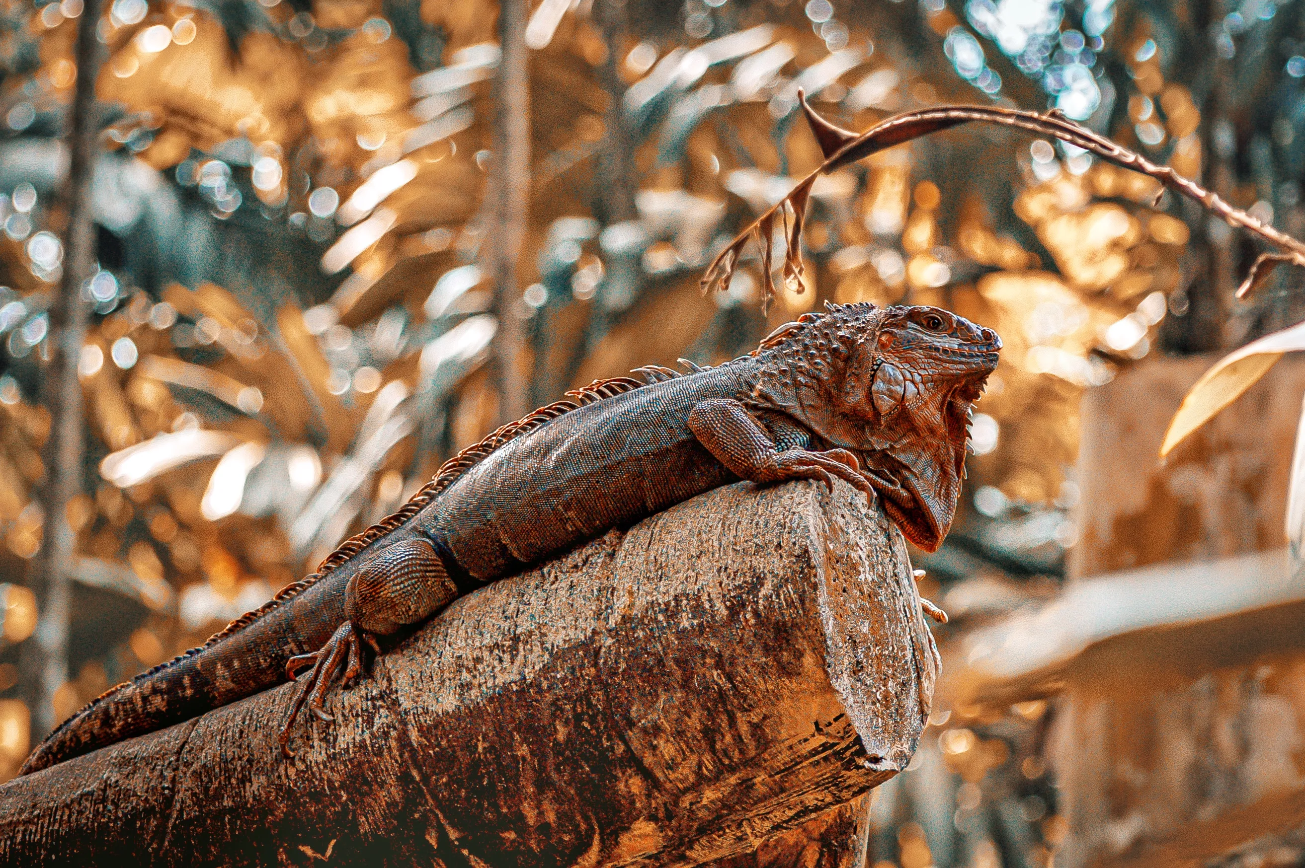 Reptile at avalon zoo
