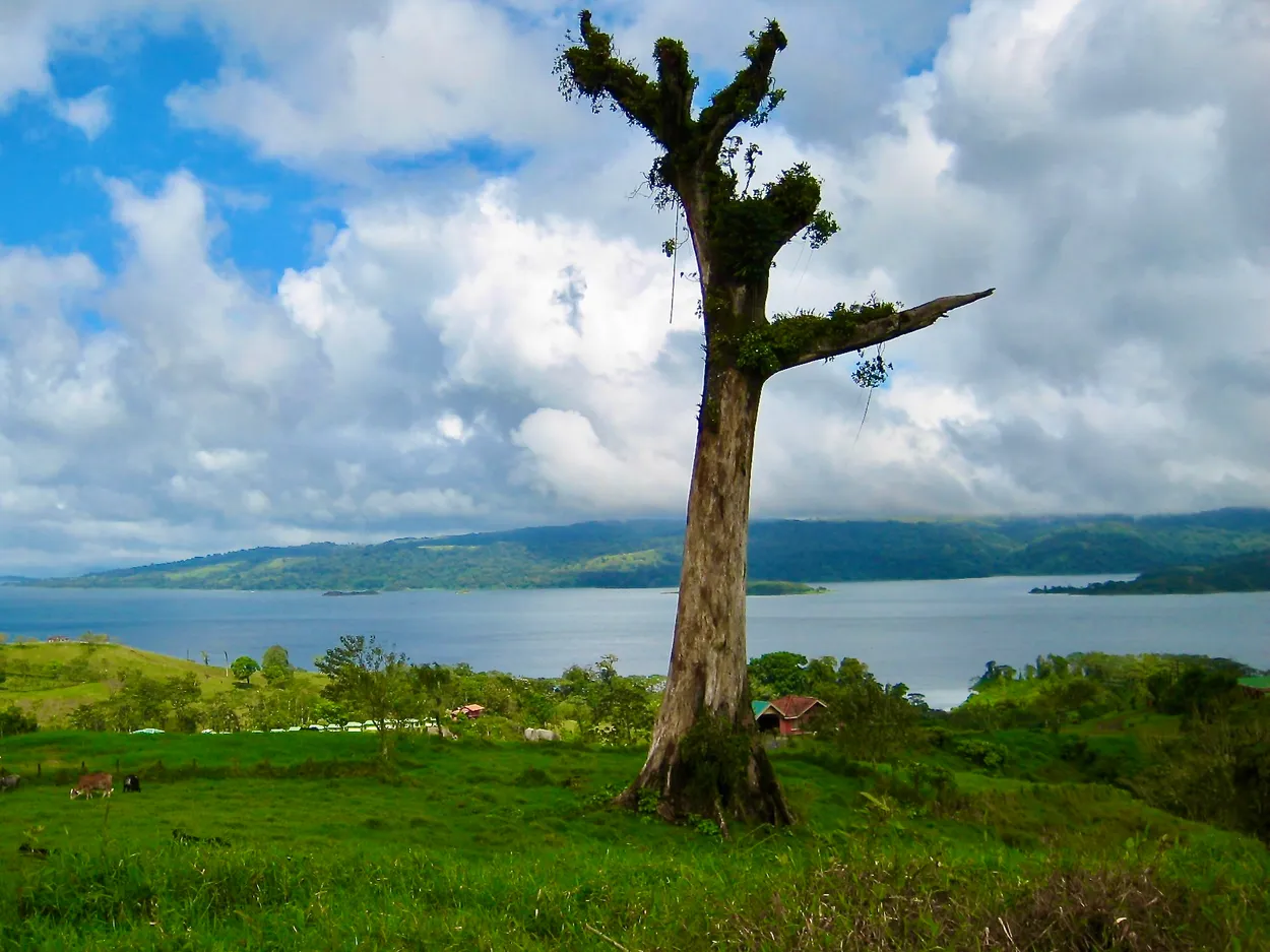 Lone Tree overlooking a bay in Costa Rica