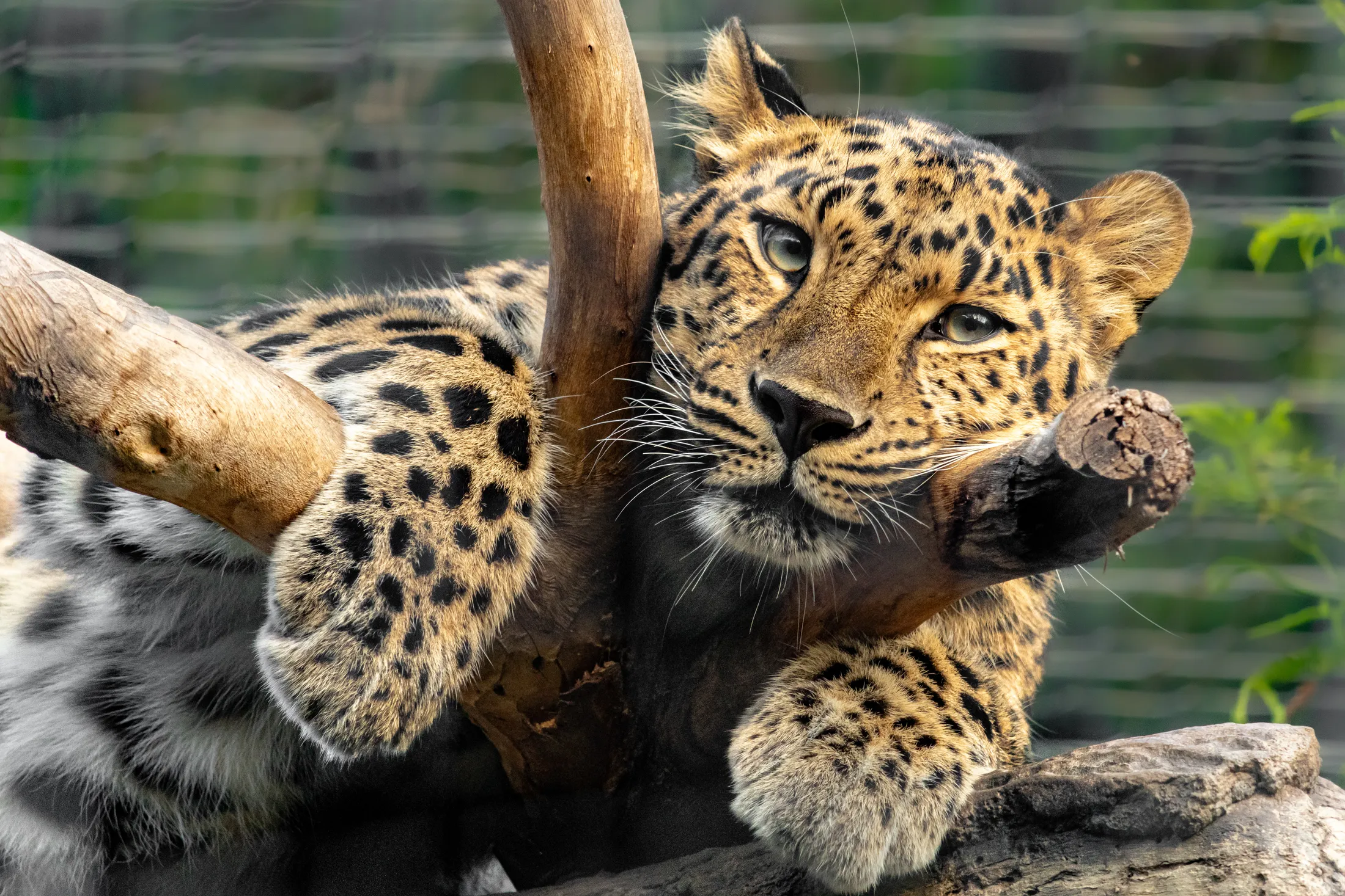 Leopard