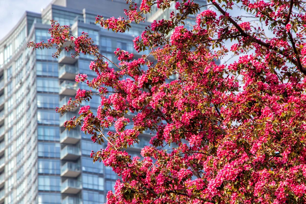 Blossoms and Condos