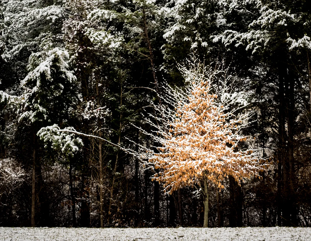 Snowy, Autumn Tree Among Evergreens