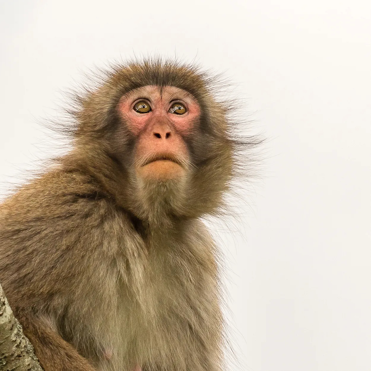 Macaca