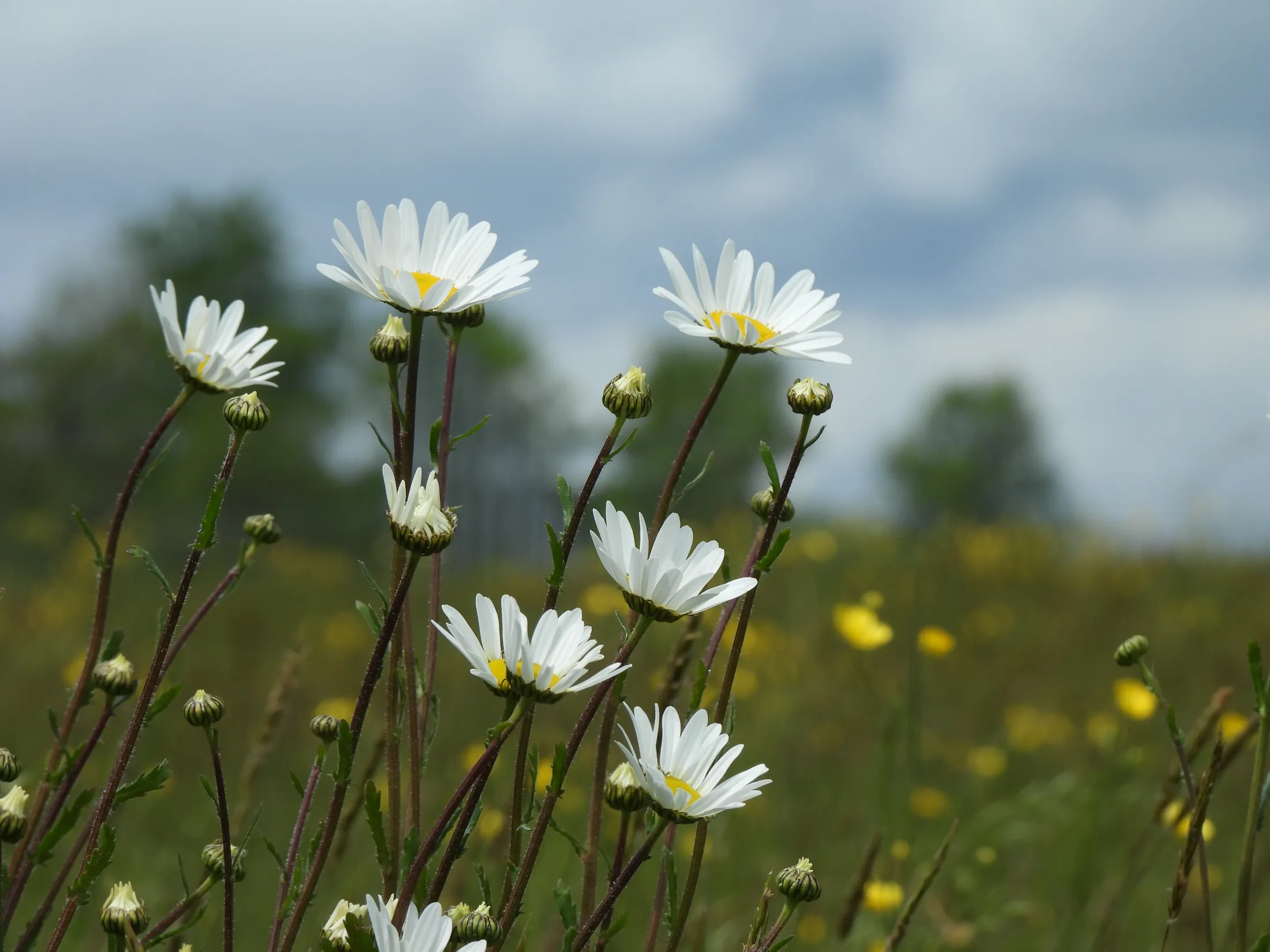 upfront daisies