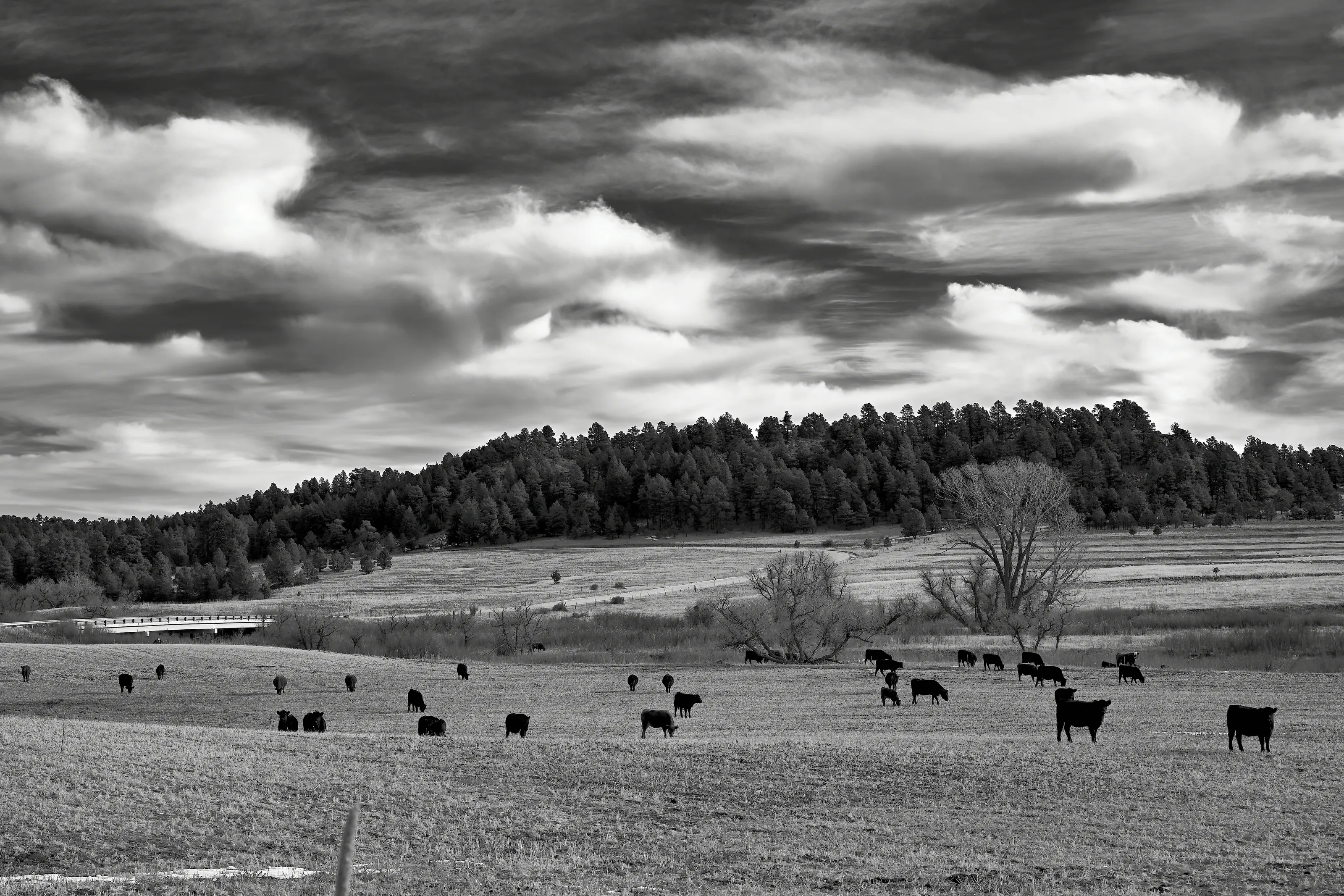 Field of Cows