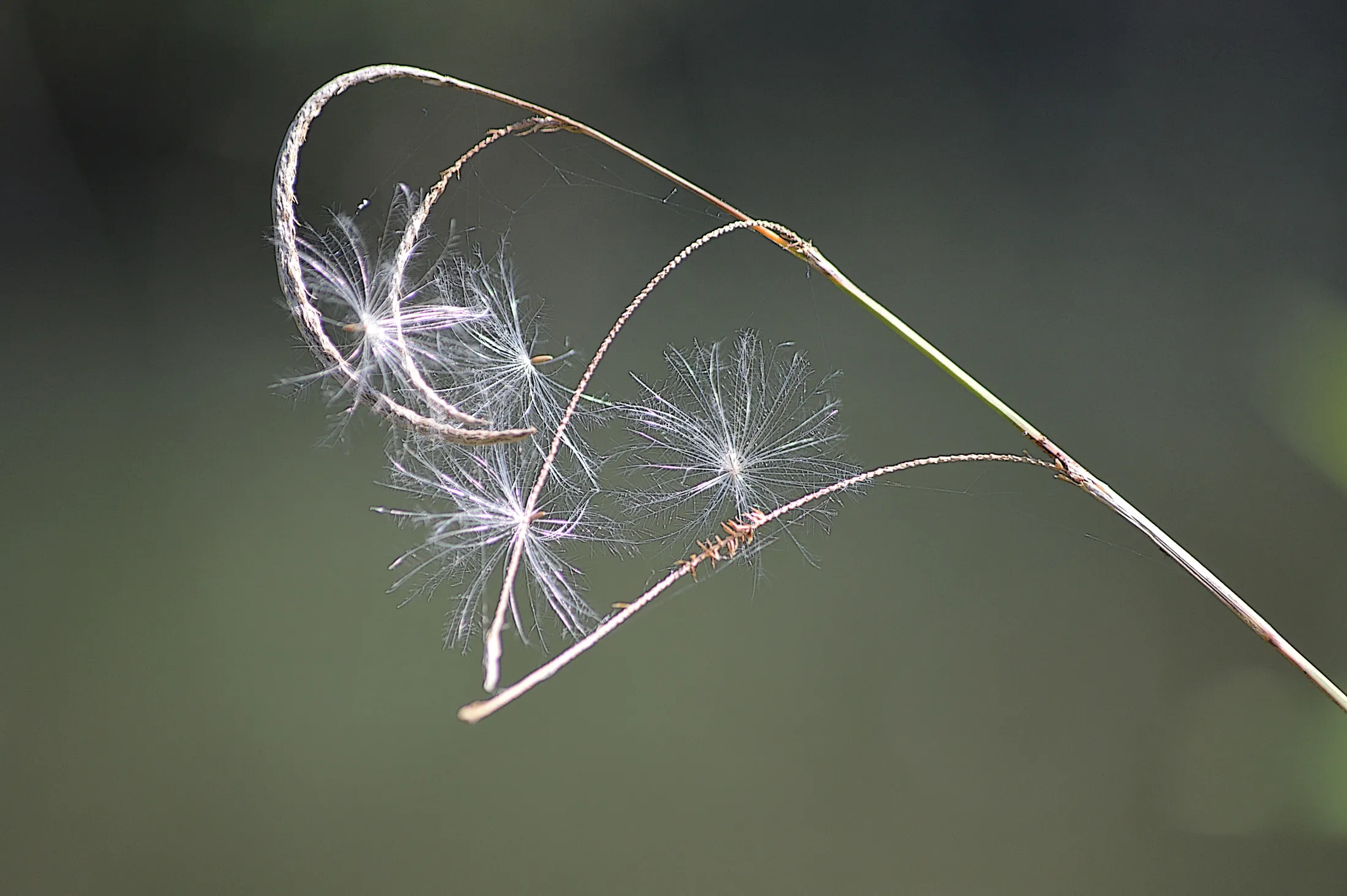 Magic wand