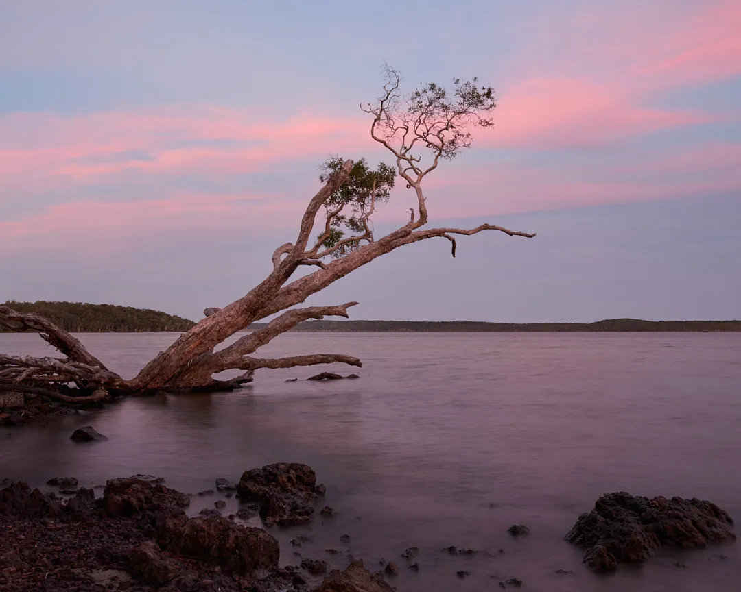 Lake Weba Tree