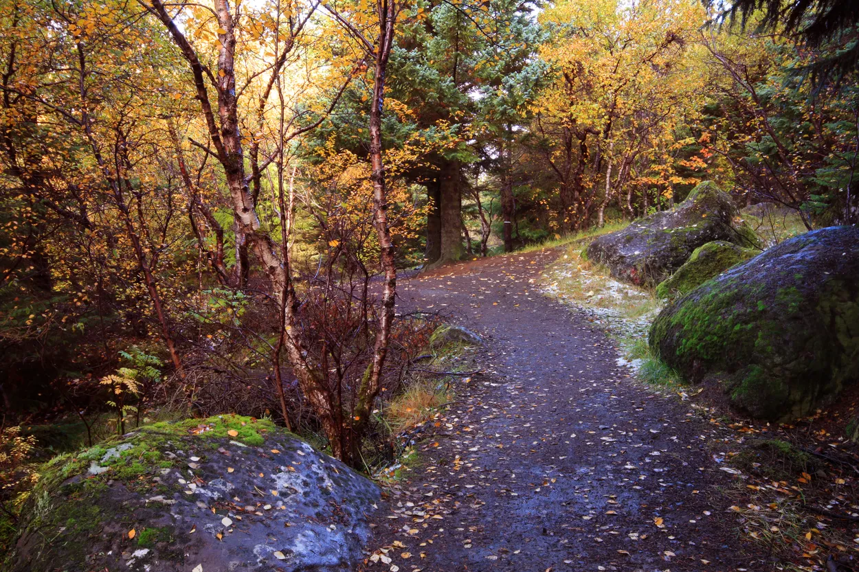 Enjoying autumn in the woods