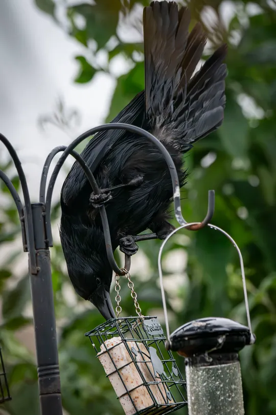 Crow having a go at the fat block