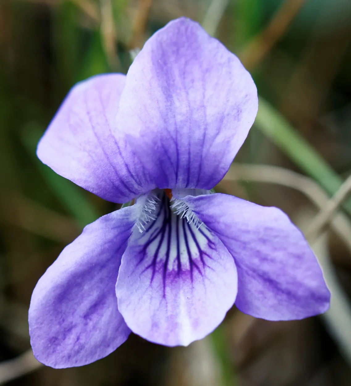 Violet