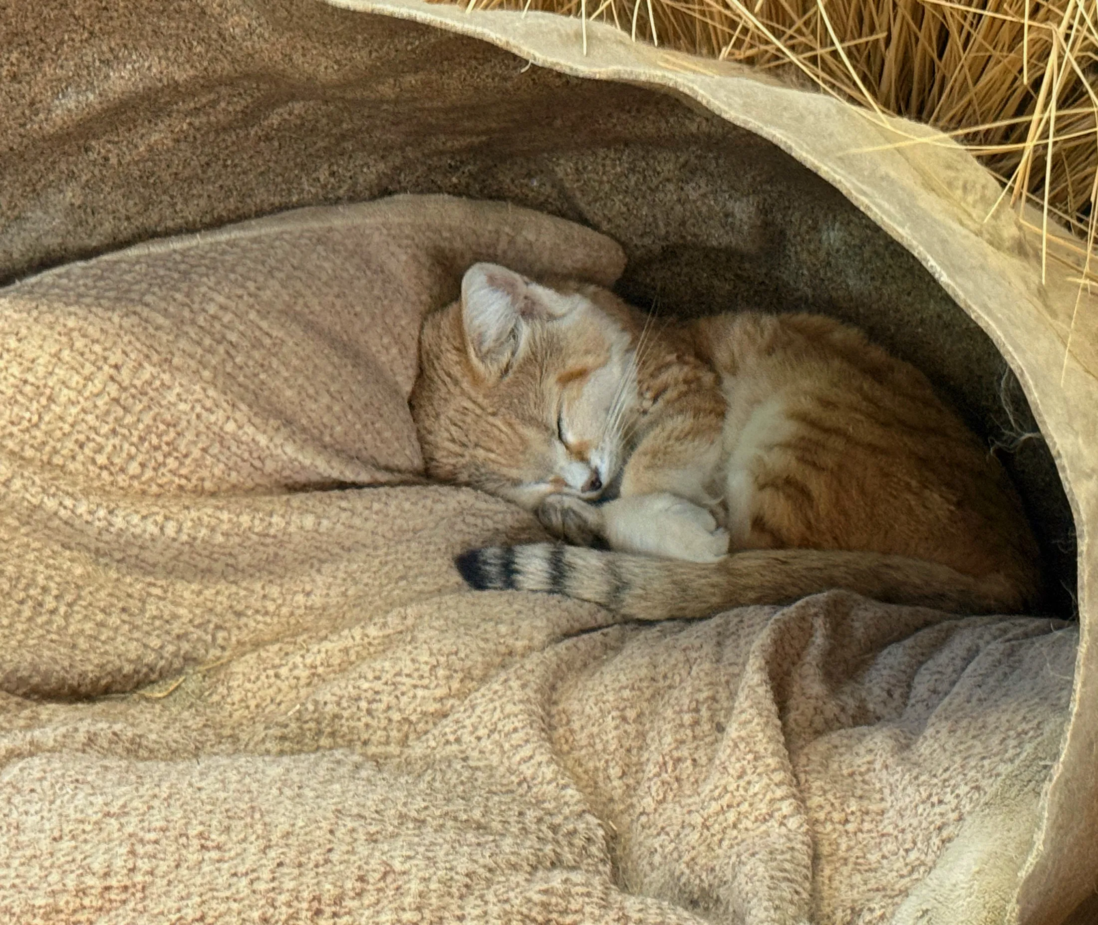 Sleeping SandCat