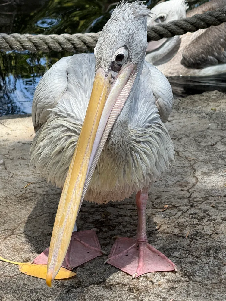 Pelican