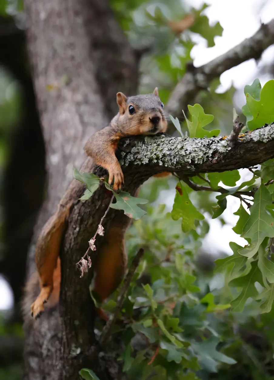 Entry 28788485