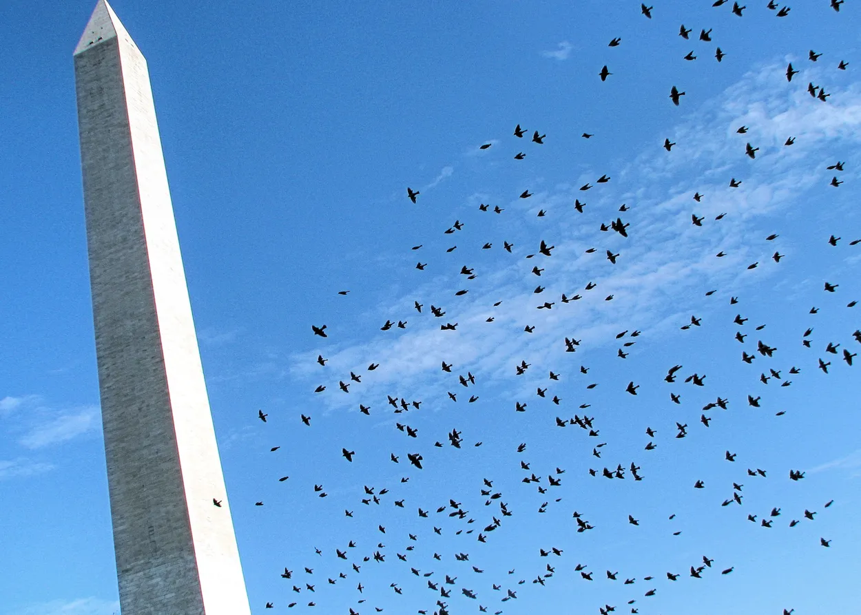 Washington Flock Rising