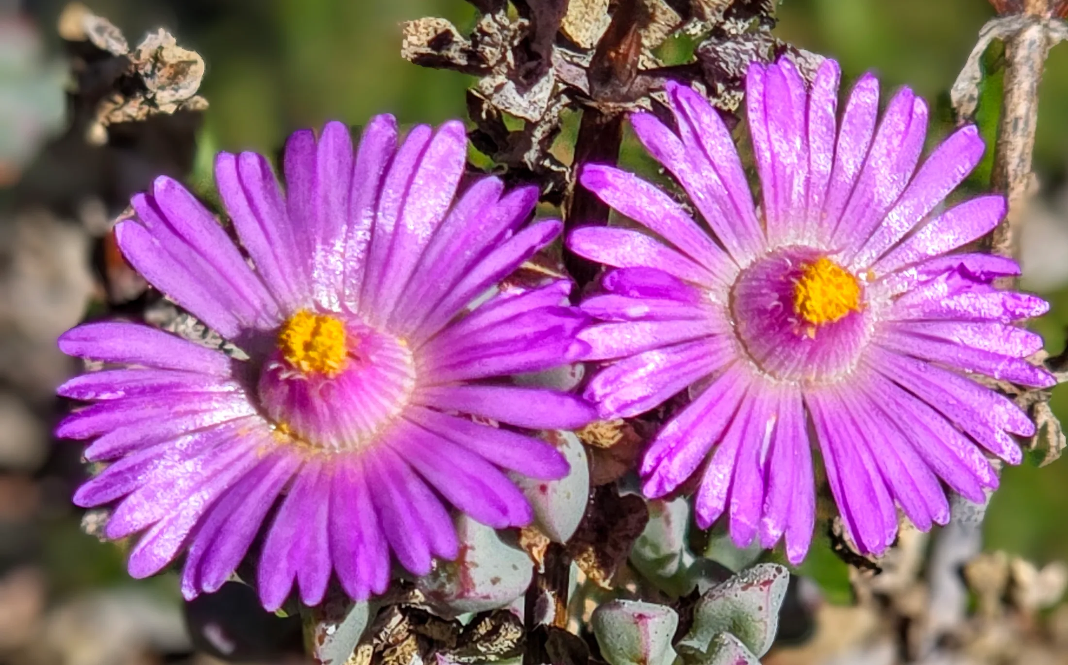 Ice Plant