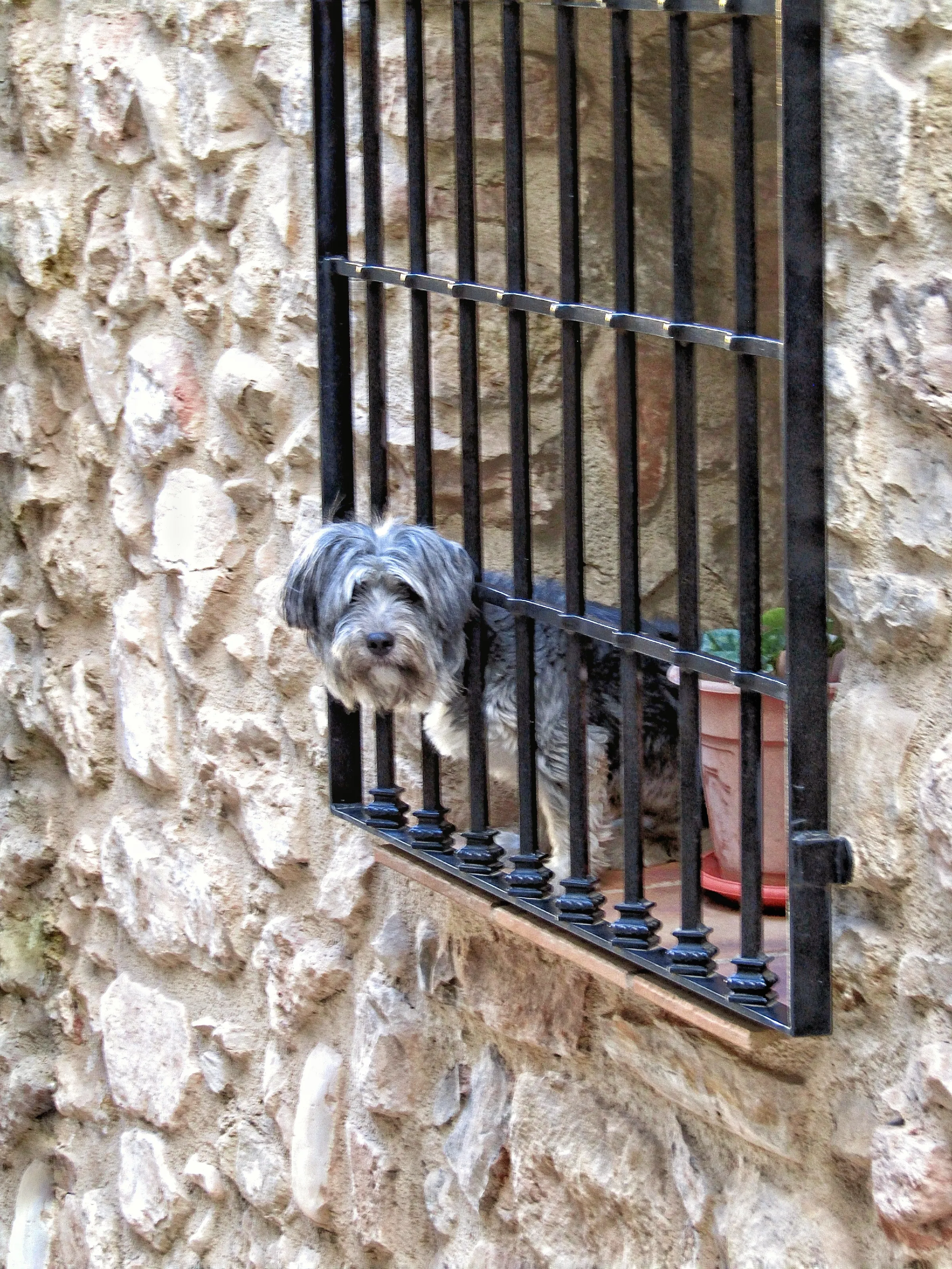 Dogs Only, with Expressive Faces