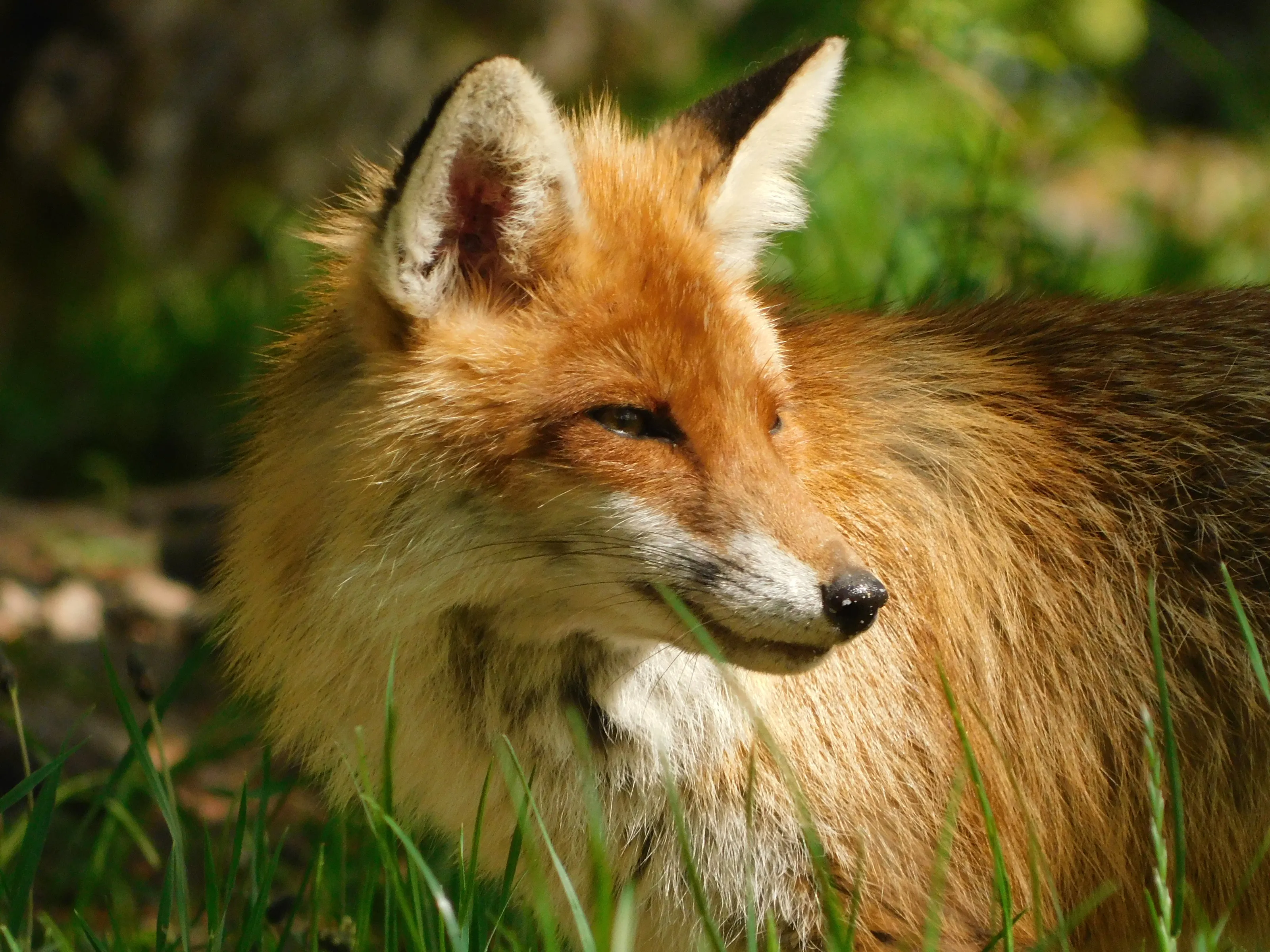 Young wild fox