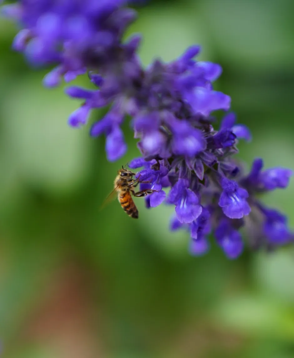 Salivating for salvia
