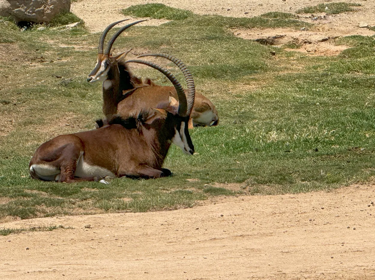 Two Sable Antelopes
