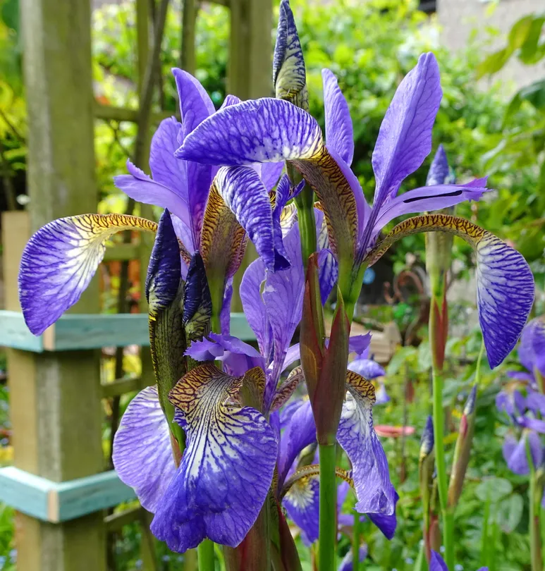 Iris 2