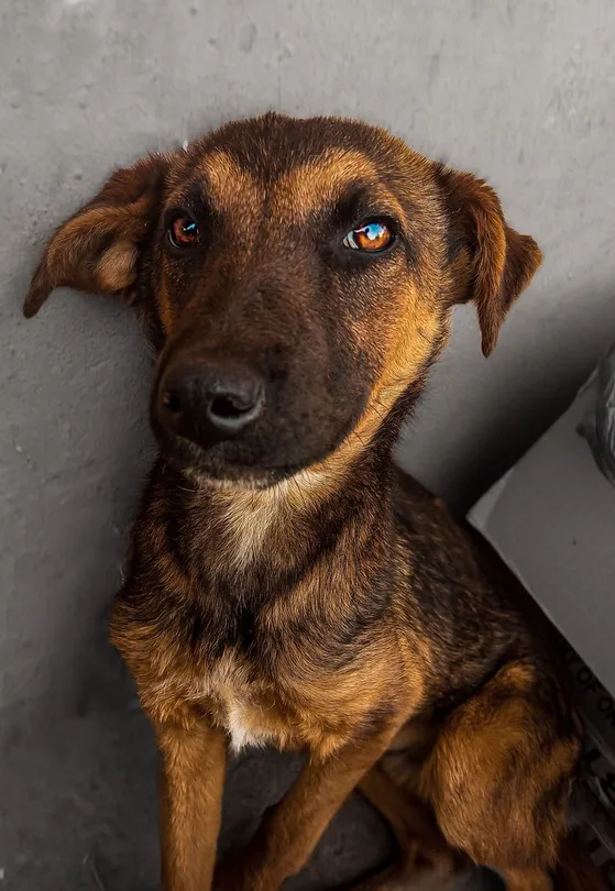 mixed breed puppy