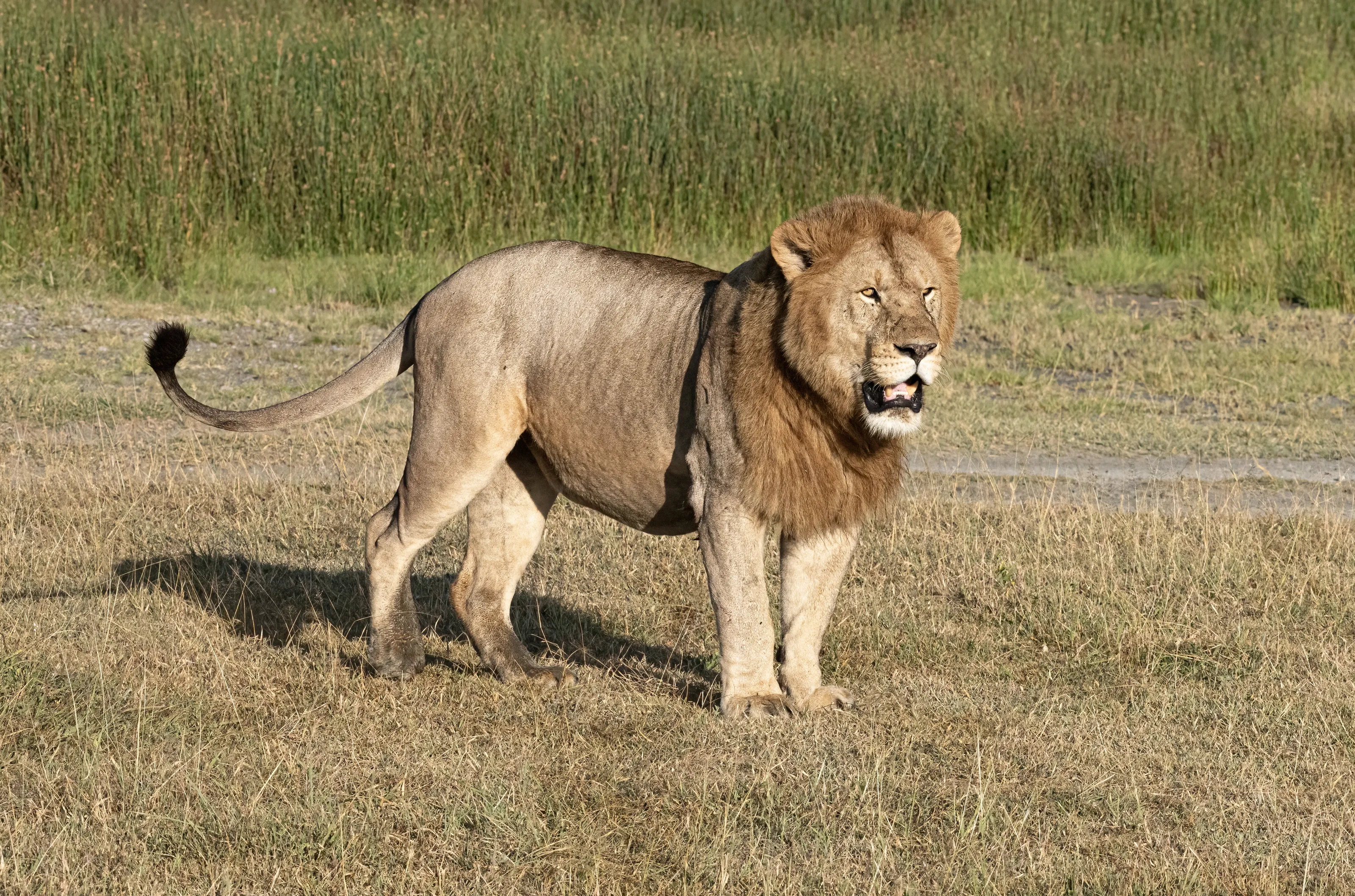Four-Legged Animals in the Wild