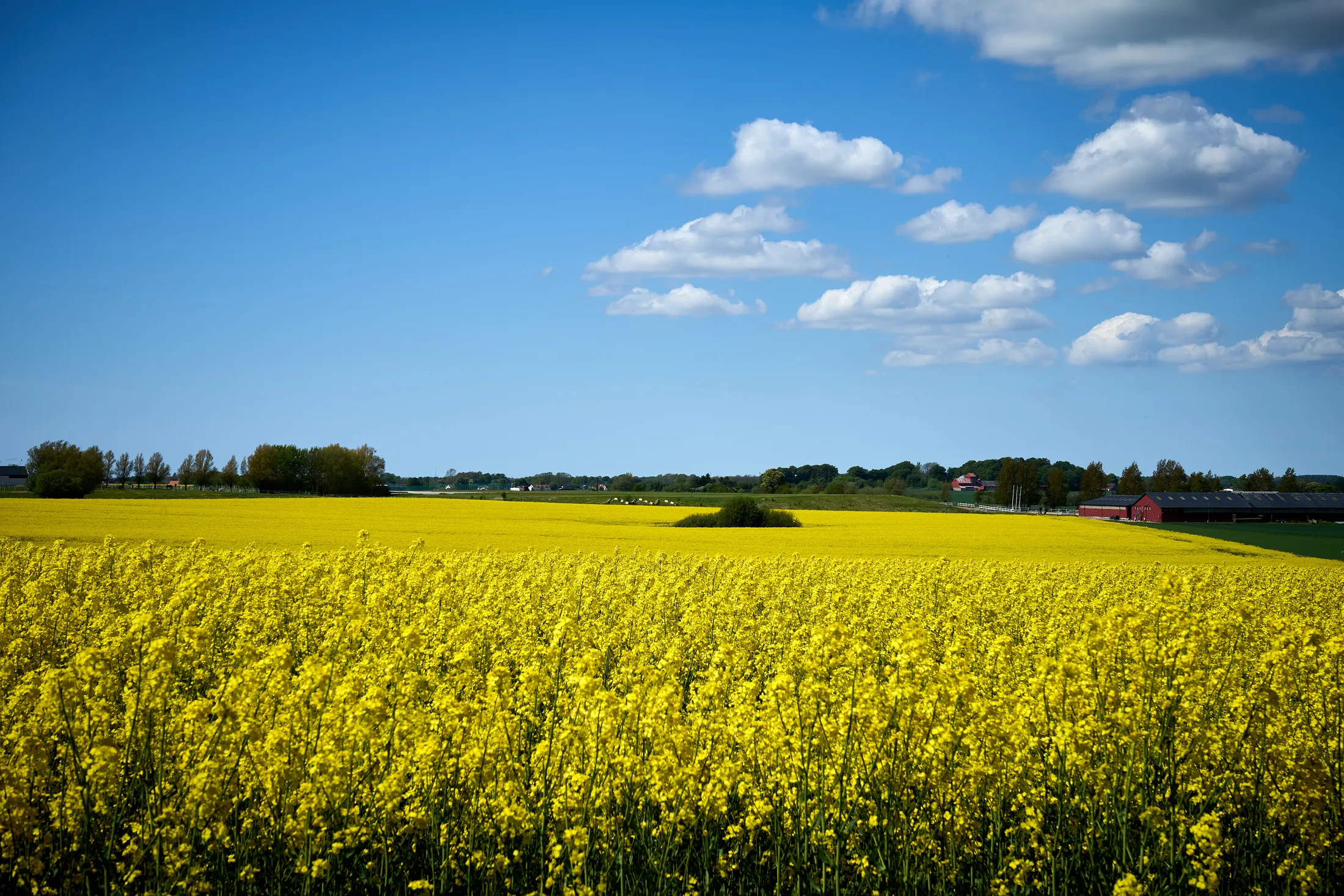 Rapeseed field