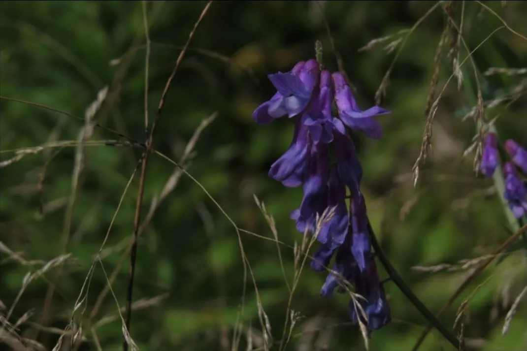 Tufted Vetch
