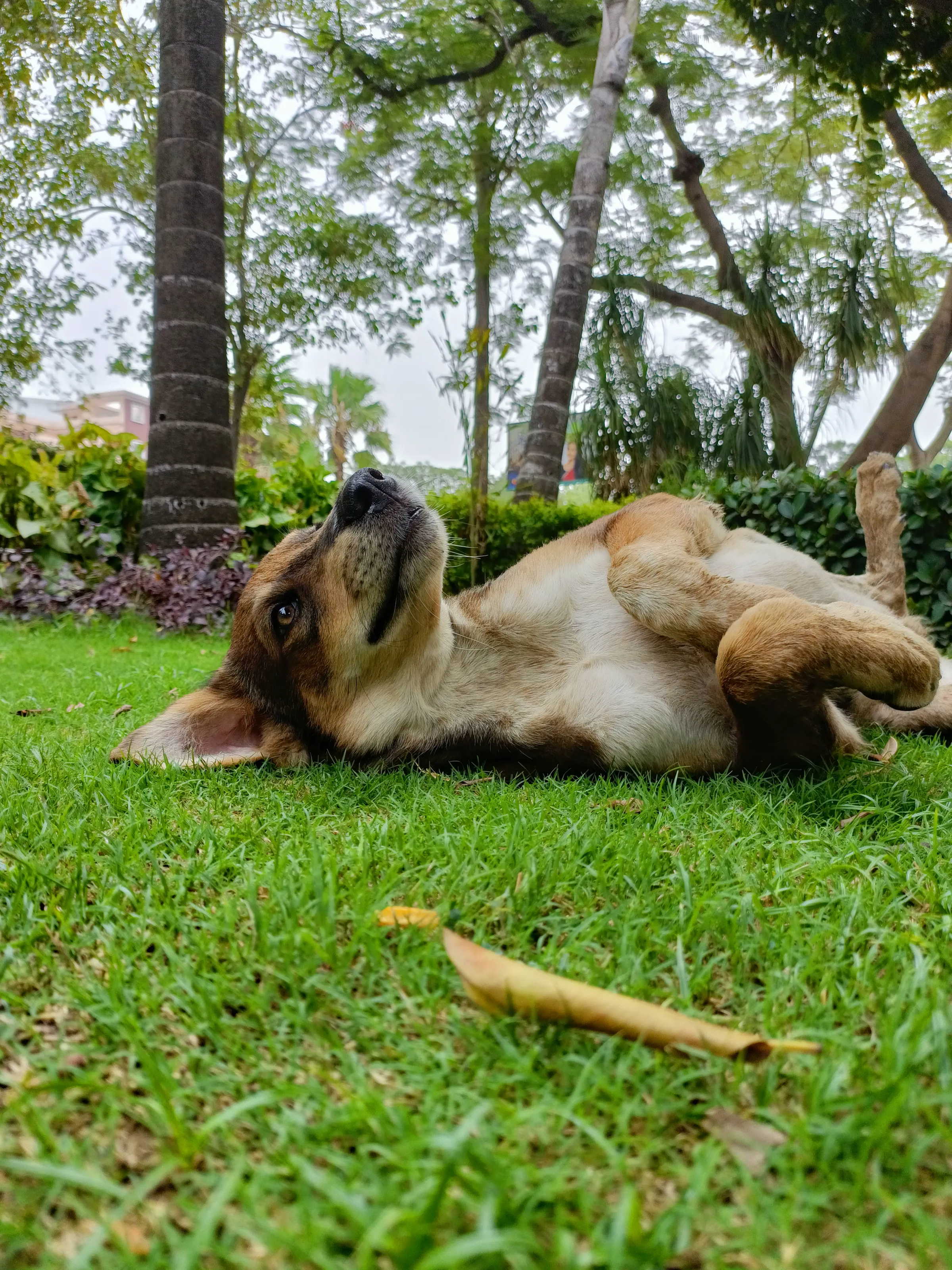 Dogs are not our whole life, but they make our lives whole.